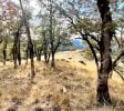 40 +/- Acres Burr Valley Road