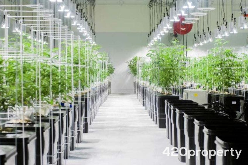 Businesses For Sale | Cultivation & Growing Companies For Sale