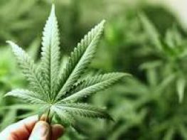 General Cannabis Retail License in MN