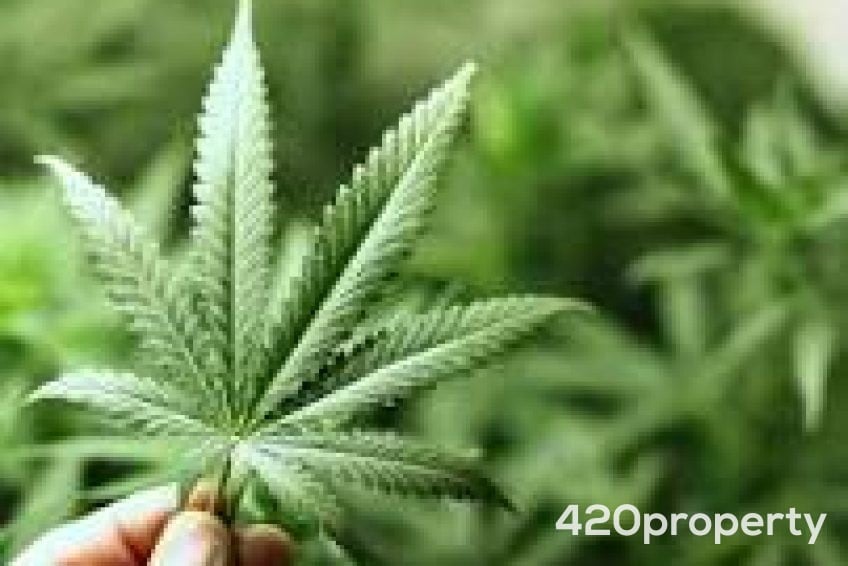 Cannabis Businesses For Sale | Cannabis Business Licenses For Sale