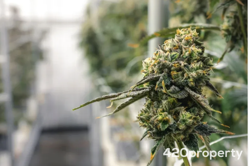 Cannabis Businesses For Sale | Cannabis Cultivation/ Grow Businesses For Sale