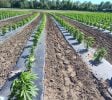 Tawas City – Former Operating/Turnkey Cannabis Outdoor Cultivation Operation