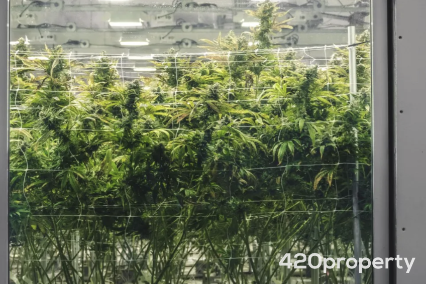 Cannabis Businesses For Sale | Cannabis Cultivation/ Grow Businesses For Sale