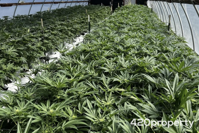 Cannabis Businesses For Sale | Cannabis Cultivation/ Grow Businesses For Sale