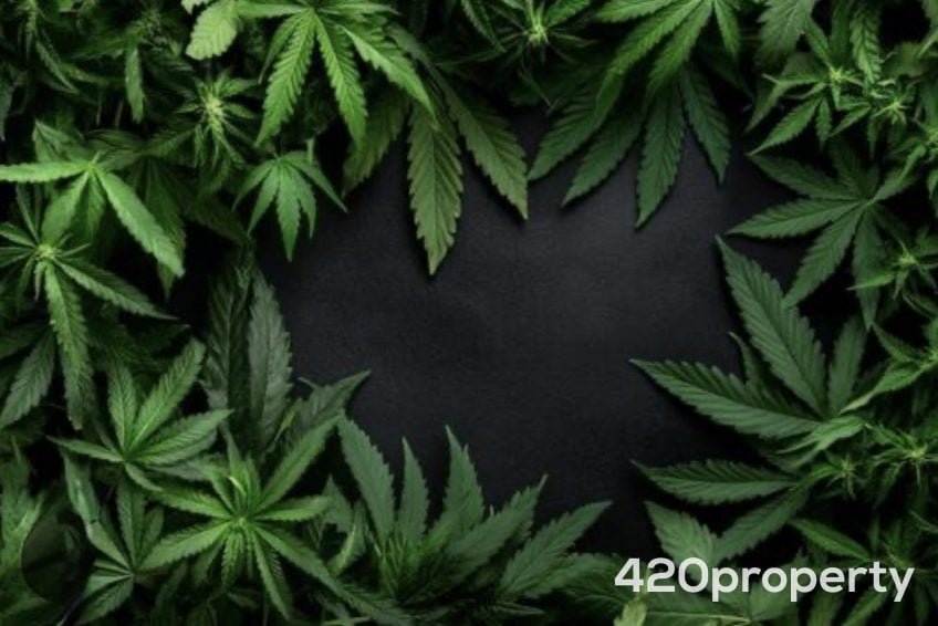 Cannabis Real Estate Listings | Other Commercial Properties for Cannabis Business Use For Sale