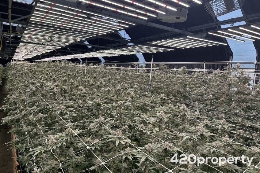 Cannabis Businesses For Sale | Cannabis Cultivation/ Grow Businesses For Sale