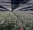 Turnkey Hybrid Indoor Cannabis Operation