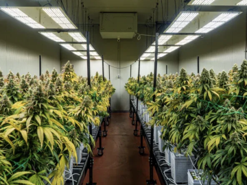 Portable Cannabis Cultivation 10k SqFt Canopy Cultivation License For Sale (Chatsworth, Los Angeles, California) #1991