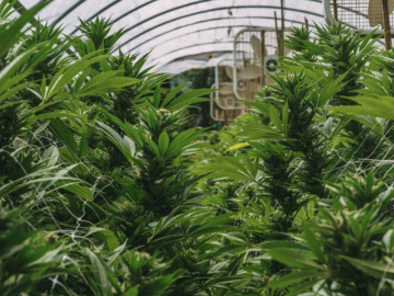 For Sale Award-Winning Northern California Cannabis Farm Turnkey 34-Acre Operation For Sale (Laytonville, California) #1992