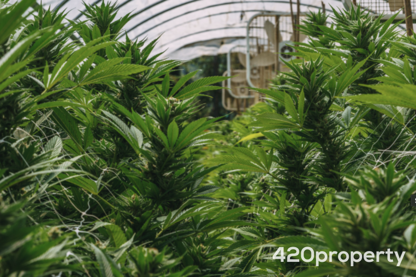 Cannabis Businesses For Sale | Cannabis Cultivation/ Grow Businesses For Sale