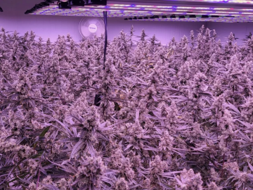 Turnkey Cultivation 32 Flower Lights Specialty Cottage Indoor 500 SqFt Canopy License For Sale (Long Beach, California) #1913