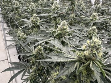 Turnkey operational cultivation 6700 sq ft in boulder