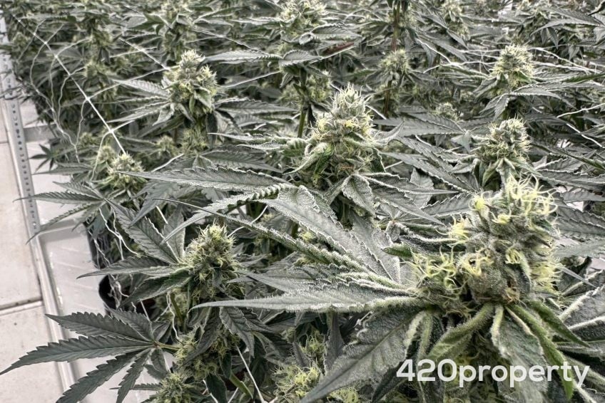 Cannabis Businesses For Sale | Cannabis Cultivation/ Grow Businesses For Sale