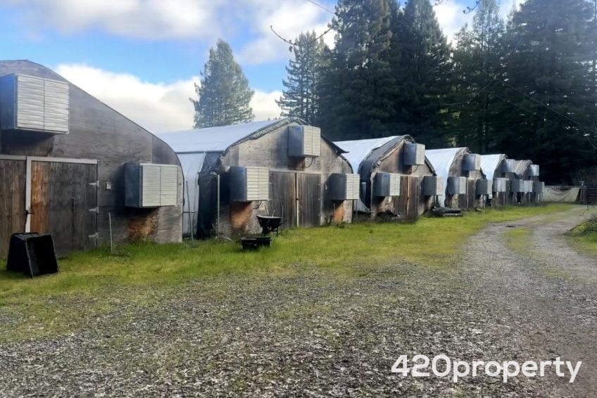 Cannabis Businesses For Sale | Cannabis Cultivation/ Grow Businesses For Sale