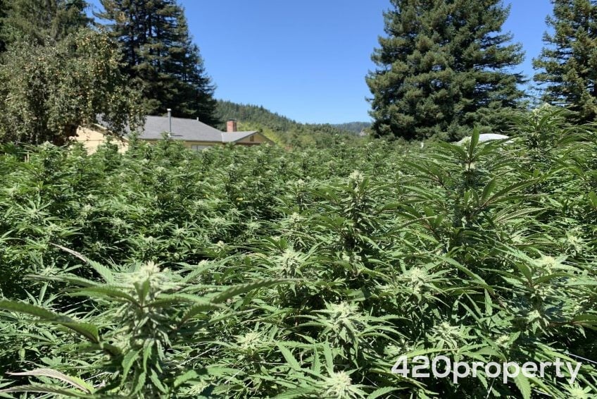 Cannabis Businesses For Sale | Cannabis Cultivation/ Grow Businesses For Sale