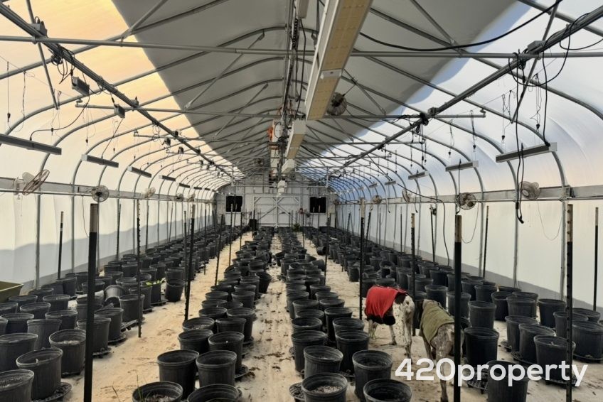 Cannabis Businesses For Sale | Cannabis Cultivation/ Grow Businesses For Sale