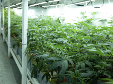 Court-Ordered Receivership Sale | Real Estate Included & Appraised Valued at $16.8M! | CUP Medium Tier Type III Cultivation Facility With 600 Lights Included! (Tulare County, California) #1997