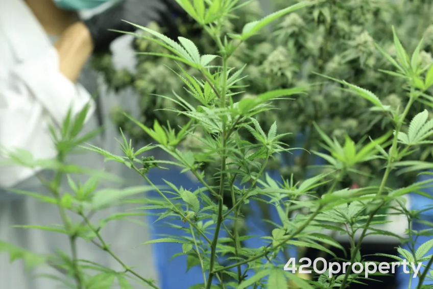Cannabis Businesses For Sale | Cannabis Cultivation/ Grow Businesses For Sale