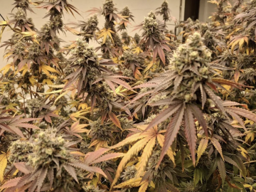 Fully Turnkey Cannabis Cultivation, Processing & Distribution Business For Sale (Colorado Springs, Colorado) #2003