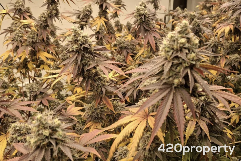 Cannabis Businesses For Sale | Cannabis Cultivation/ Grow Businesses For Sale