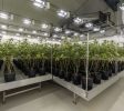 26,000 SF Licensed Cannabis Facility + 20 Acres Cultivation, BC, Processing + Expansion Potential