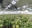 26,000 SF Licensed Cannabis Facility + 20 Acres Cultivation, BC, Processing + Expansion Potential