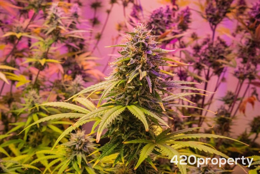 Cannabis Businesses For Sale | Cannabis Retail Stores & Dispensaries For Sale