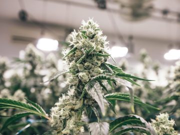 BC Turnkey 12,400 sq ft EU-GMP–ready cannabis processing and cultivation business  – $550K CAD ( ~400k USD) with structured pathway to ownership