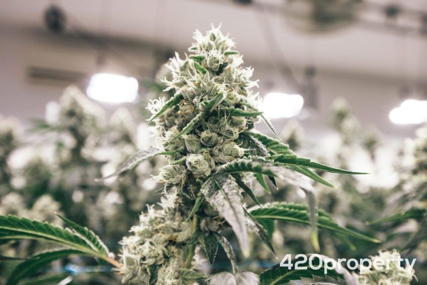 Cannabis Businesses For Sale | Cannabis Cultivation/ Grow Businesses For Sale