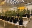 Turn key cultivation facility