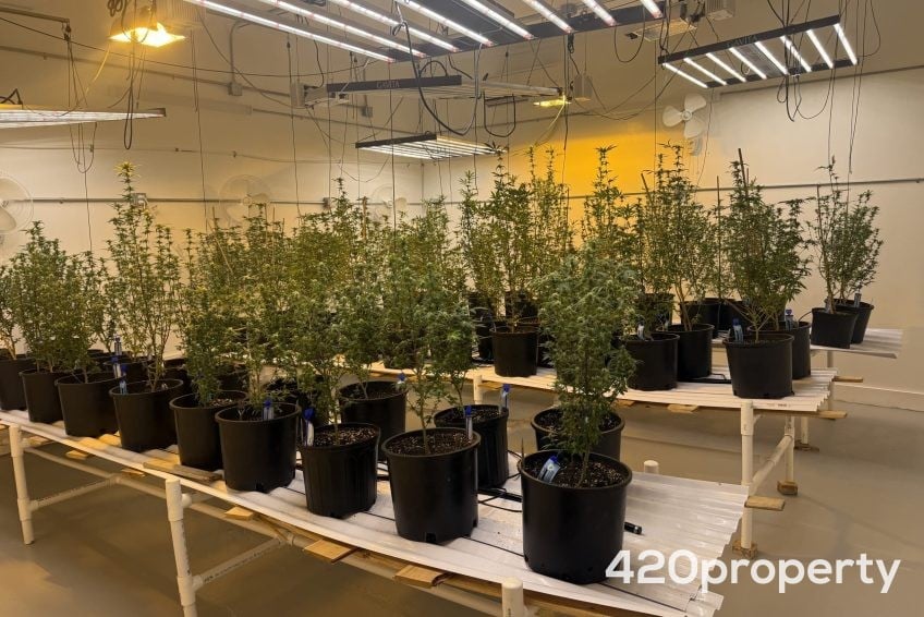 Cannabis Businesses For Sale | Cannabis Cultivation/ Grow Businesses For Sale