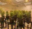 Turn key cultivation facility