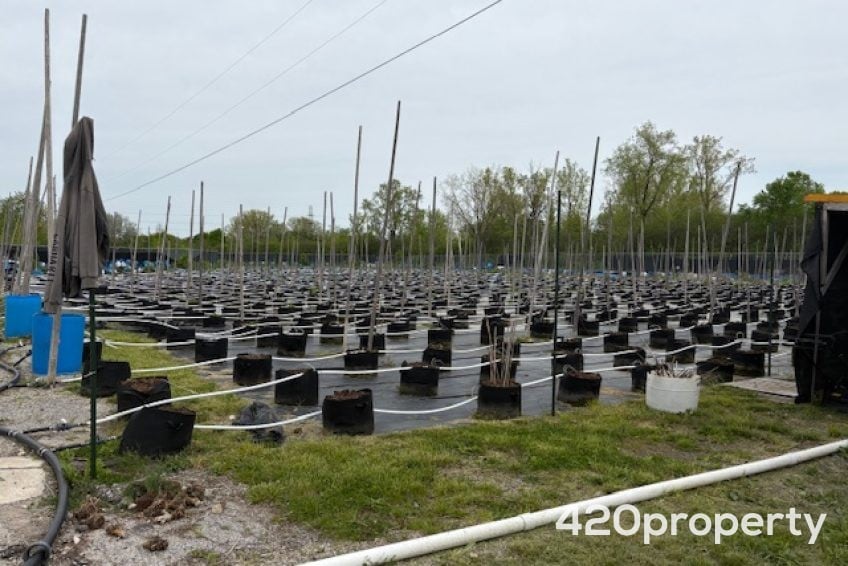 Cannabis Businesses For Sale | Cannabis Cultivation/ Grow Businesses For Sale