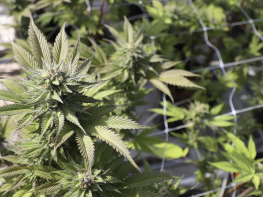 Fully Operational 5 Acre Cannabis Outdoor Cultivation Farm Includes Real Estate For Sale (Crowley County, Colorado) #1896