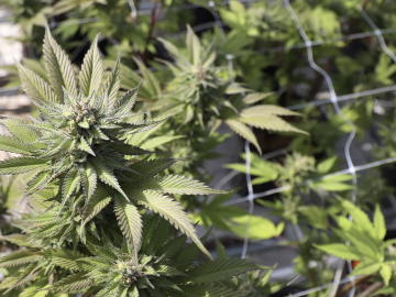 Fully Operational 5 Acre Cannabis Outdoor Cultivation Farm Includes Real Estate For Sale (Crowley County, Colorado) #1896