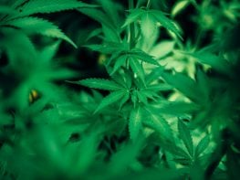 Cannabis Medical Dispensary & Manufacturer/Distributer in Central Maine