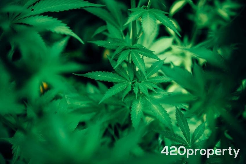 Cannabis Businesses For Sale | Cannabis Retail Stores & Dispensaries For Sale