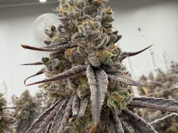 Licensed turnkey cultivation in highly sought after Washington DC. Very limited zoned cultivation spaces available.