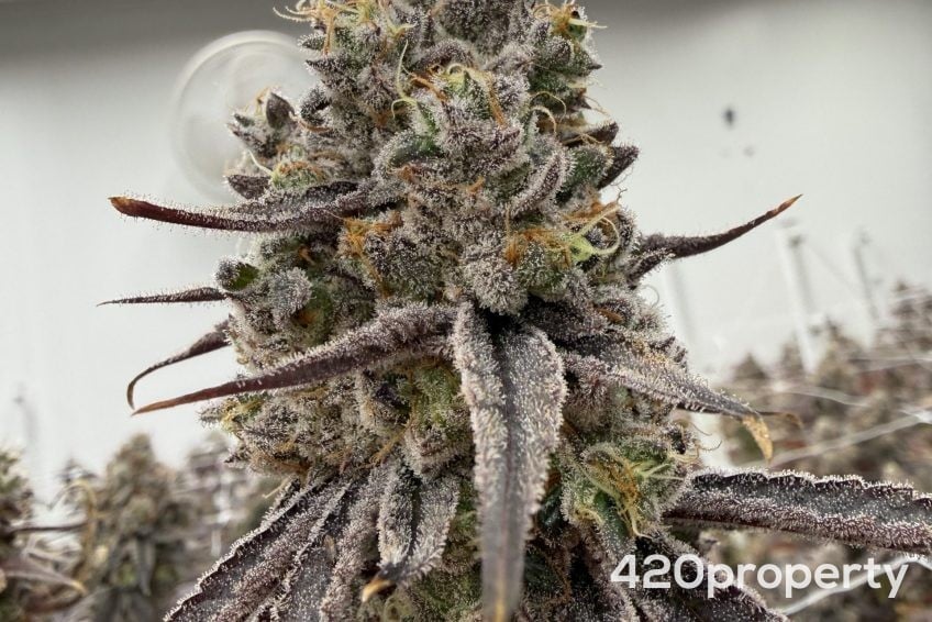 Cannabis Businesses For Sale | Cannabis Cultivation/ Grow Businesses For Sale