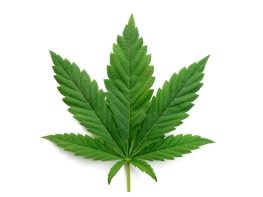 Provisional Cannabis Retail Dispensary License for Sale $550,000