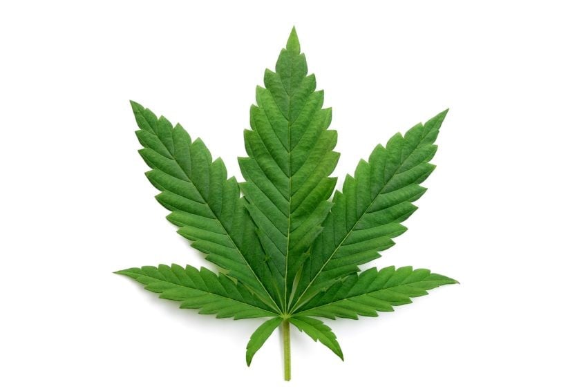 Cannabis Businesses For Sale | Cannabis Business Licenses For Sale