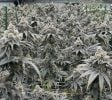 Sunday River Cannabis Vertical — 5 OCP Licenses + Real Estate — Bethel, ME