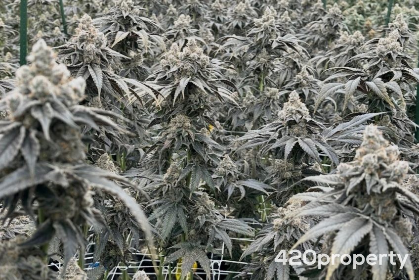 Cannabis Businesses For Sale | Cannabis Retail Stores & Dispensaries For Sale