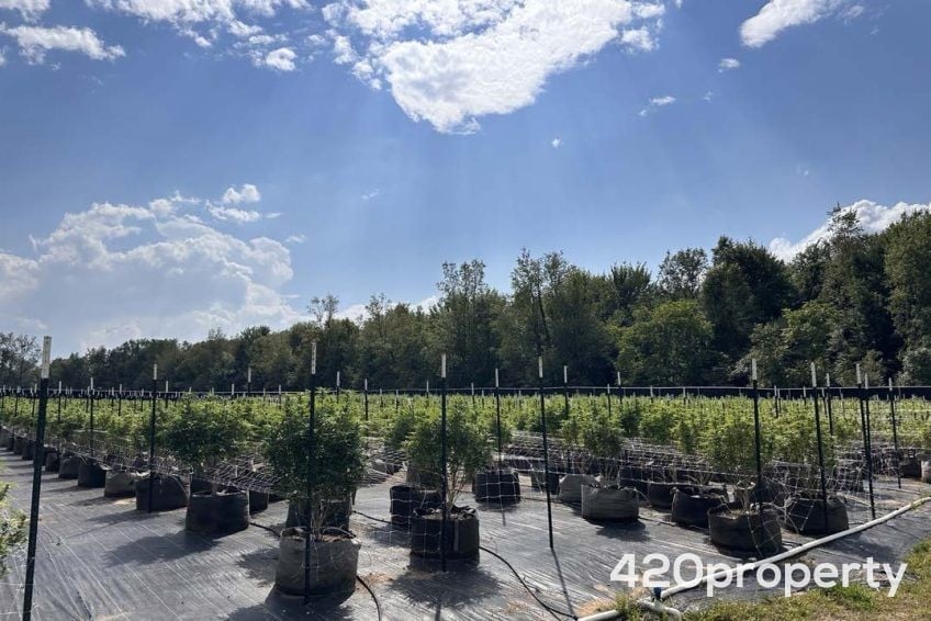 Real Estate | Cannabis Use Spaces For Lease