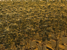 Fully Operational Cannabis Retail + Turn Key Cultivation Facility With Real Estate Included For Sale (Trinidad, Colorado) #2019