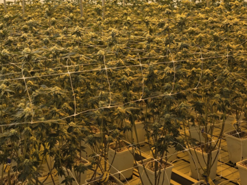 Fully Operational Cannabis Retail + Turn Key Cultivation Facility With Real Estate Included For Sale (Trinidad, Colorado) #2019