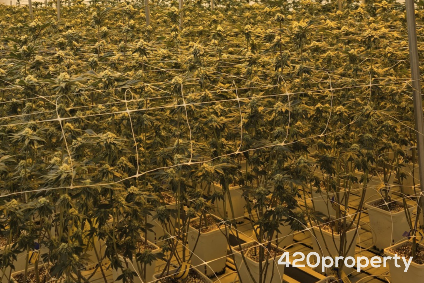 Cannabis Businesses For Sale | Cannabis Retail Stores & Dispensaries For Sale