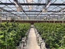 Licensed California Cultivator seeking JV with dispensary California