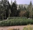 44 +/- Acres Stapp Road Kneeland