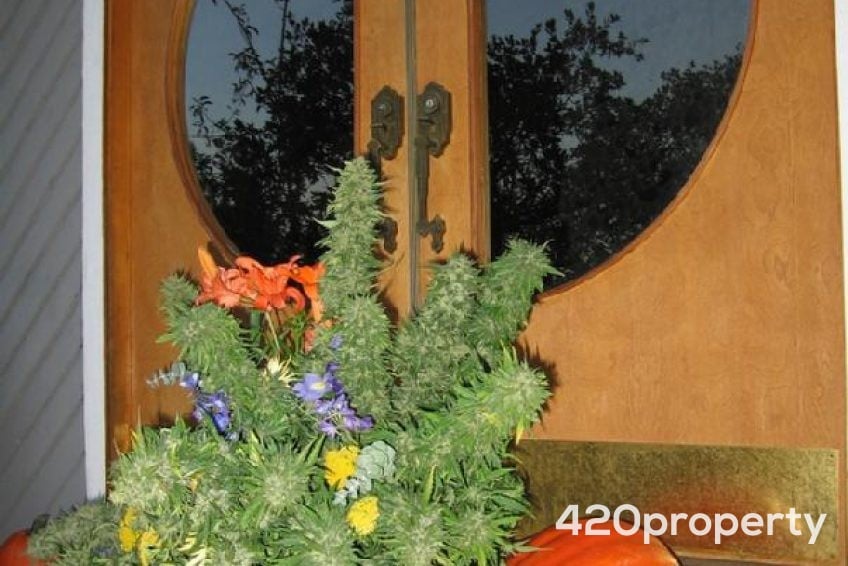 Cannabis Businesses For Sale | Cannabis Cultivation/ Grow Businesses For Sale